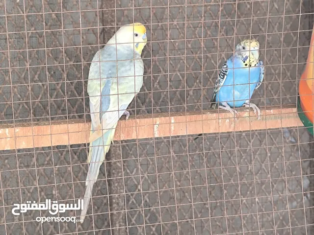 كناري بادجي رووووووووعه
