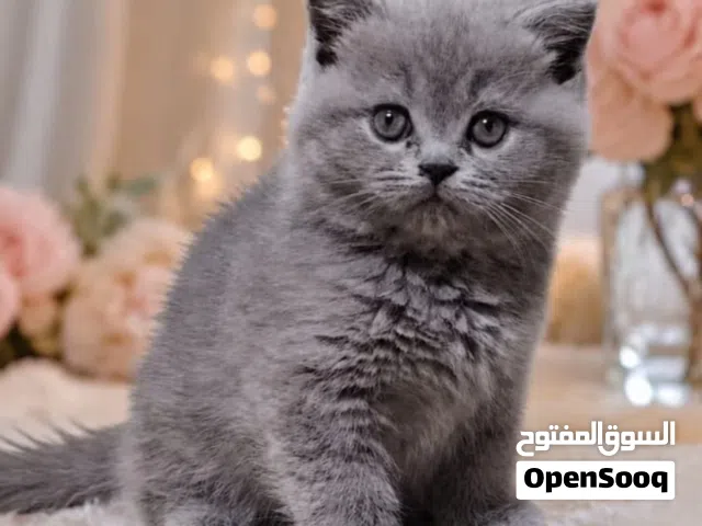 قطط مميزه من سلالات عالية لحق حالك اسعار جمله لي عباله ما يحرم حاله