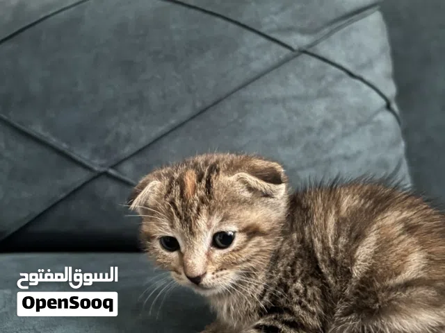 قطه للبيع من دون المستلزمات