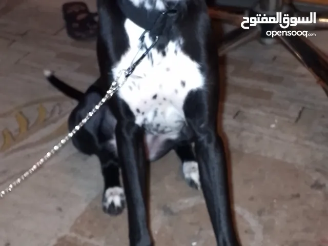 كلب سلوجي صغير