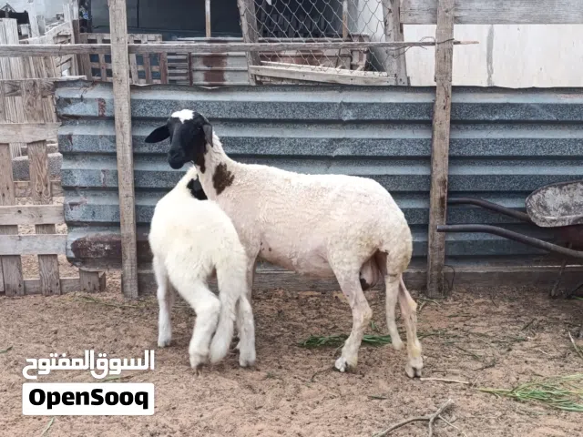نعجه تنيه والده خروف
