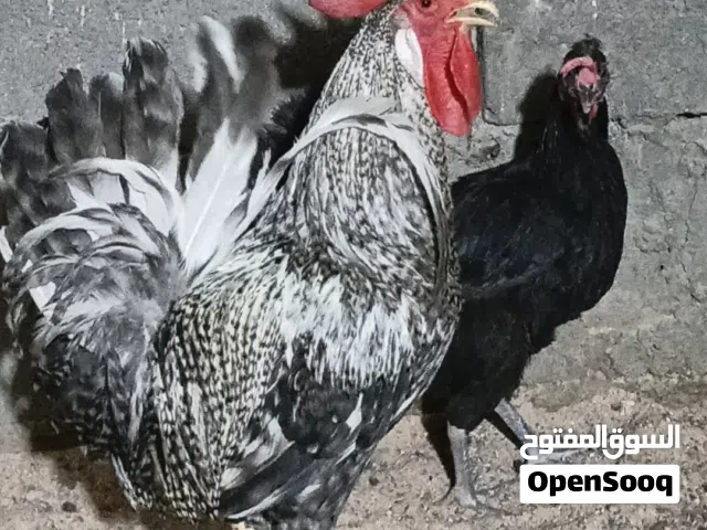 ديج ودجاجه للبيع مكلف بنشر اقره لوصف قبل ماتراسل