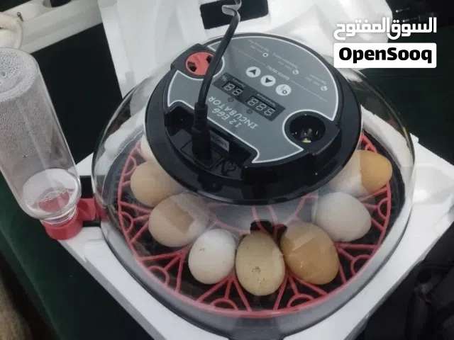 مطلوب فقاسة توماتيك مستعملة حجم صغير بسعر مقبول