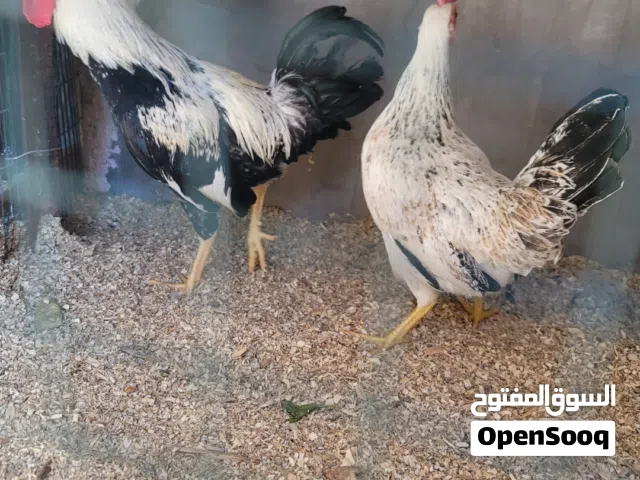 سلام عليكم ديج ودجاجه دنراوي اقره الوصف
