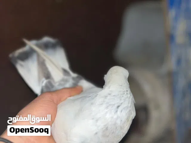 طير بوز لبني ذكر