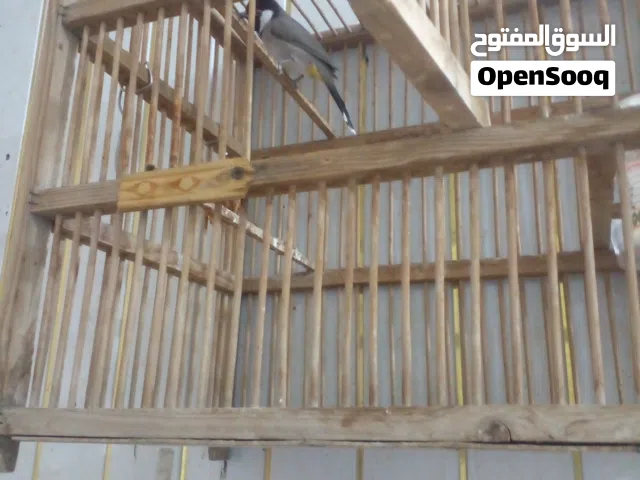 بالبل ربه قفص