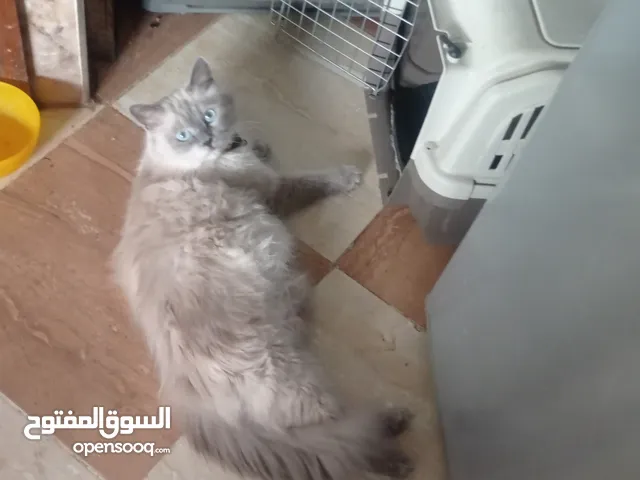 قطط همالايا