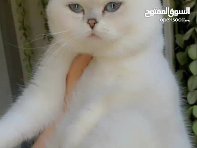 قطط للبيع في بغداد نوع سكوتش جمال وضخامه مع دفاتر لقاح وجواز للفحل
