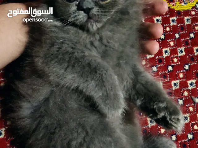 Chats à vendre