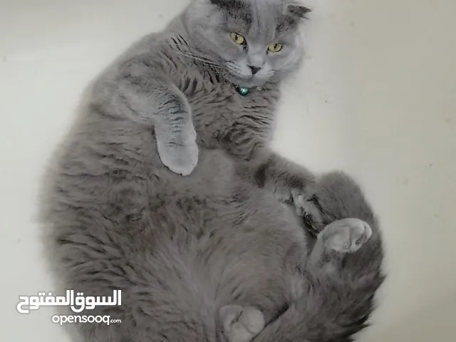 قطط سكوتش فولد و ستريت