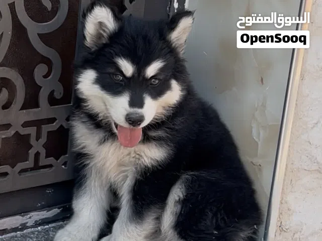 كلب هاسكي عضم عريض بسعر مميز