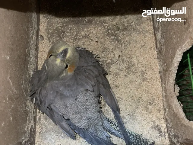 كوكتيل حبات صحة و نظافة