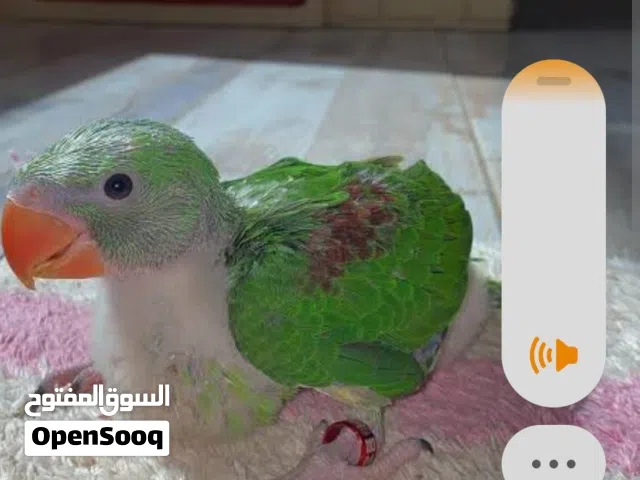مطوب ببغاء