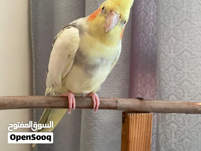 Friendly  Male cockatiel