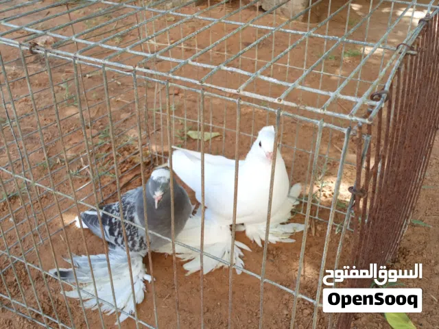كوبيه حمام للبيع