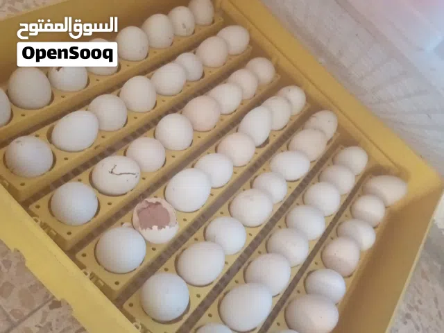 فقاسه للبيع بسعر حرق