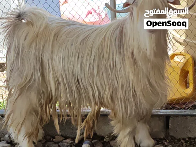 تيس نوع رحبي سيمين