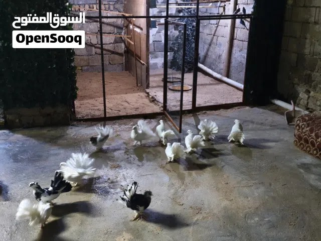 حمام عرايس الزوج 15قفل وياهن زوجين دشش هدية