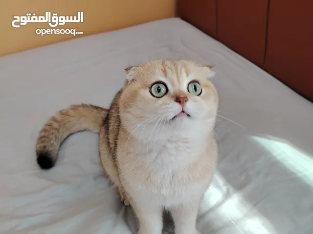 ذكر سكوتش فولد جولد 11 سلالة نقية للتزاوج برسوم