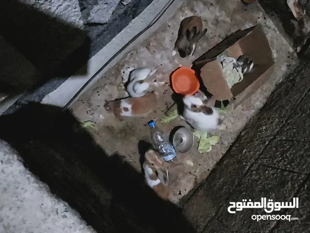 ارانب مصري للبيع بسعر عررررطه