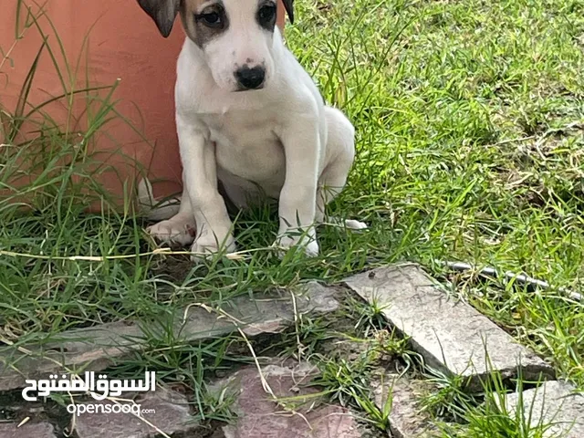 Dogs for adoption100ae