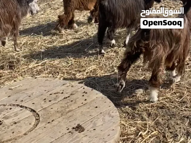 للبيع اغنام وتيس العدد 5