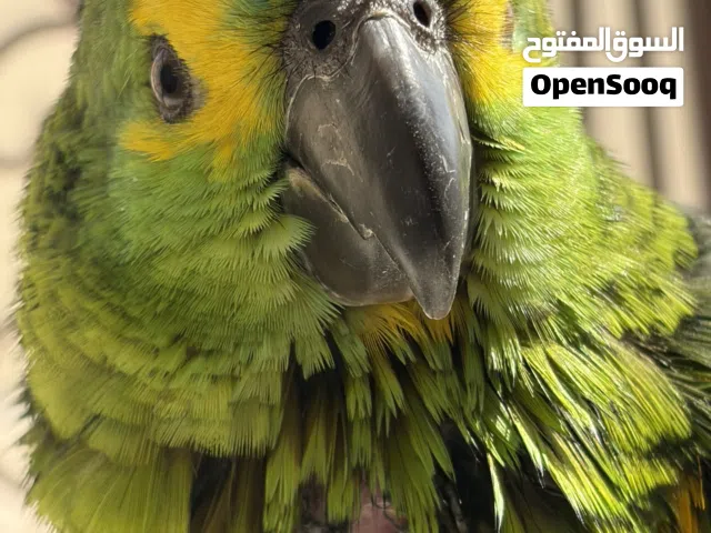 امازون بلو فرونتد جامبو