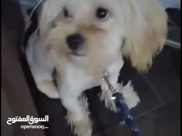 كلب للبيع فرينش ابيض. و بيج