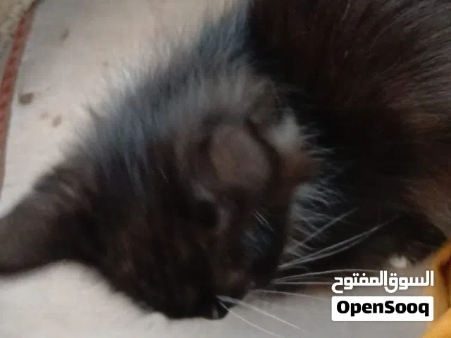 قط توكسيدو شيرازي للتبني