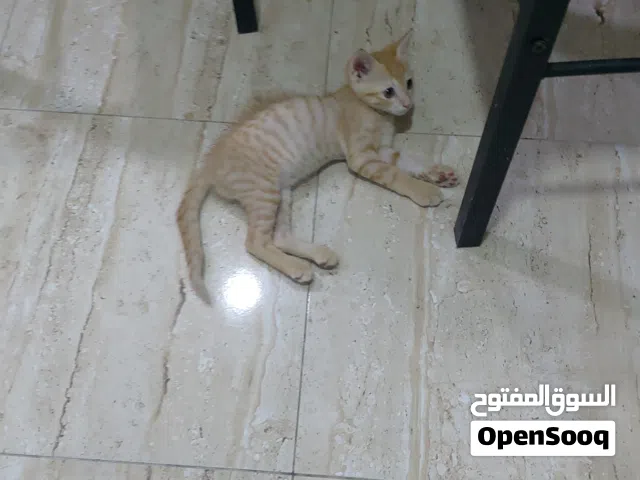 cat with food