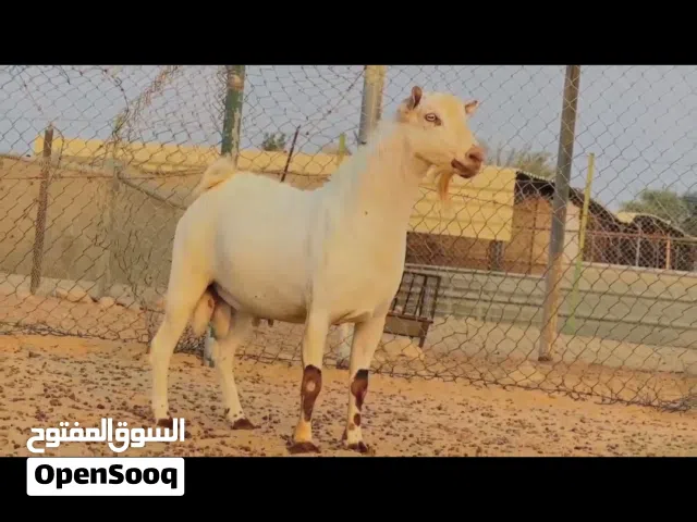 نموذج للـــــبــــــيــــع النوع. فحل سلالي السعر 2000 العدد ۔ 1 الموقع ابو ظبي رقم التوا