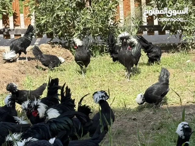 السلام عليكم متاح دجاج سلطاني خط اول ملقحات وبياضات وصحتهن خير من الله دجاج حلوات ومرتبات وشرط تلقيح
