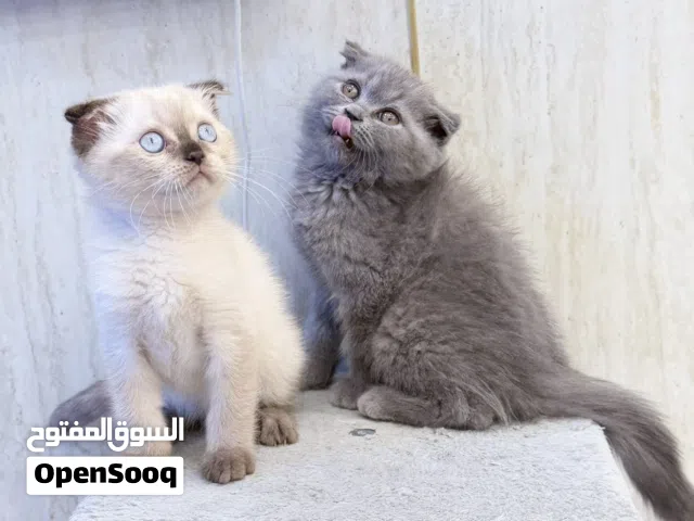 Breed Scottish fold