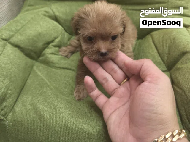 Shihtzu x toy poodle (Shipoo)