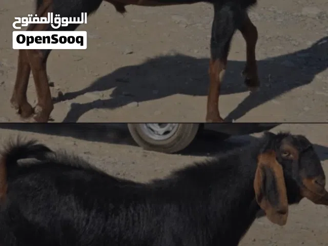 مطلوب نفس ذا الحلال هجين عارضي او بكستاني اناث