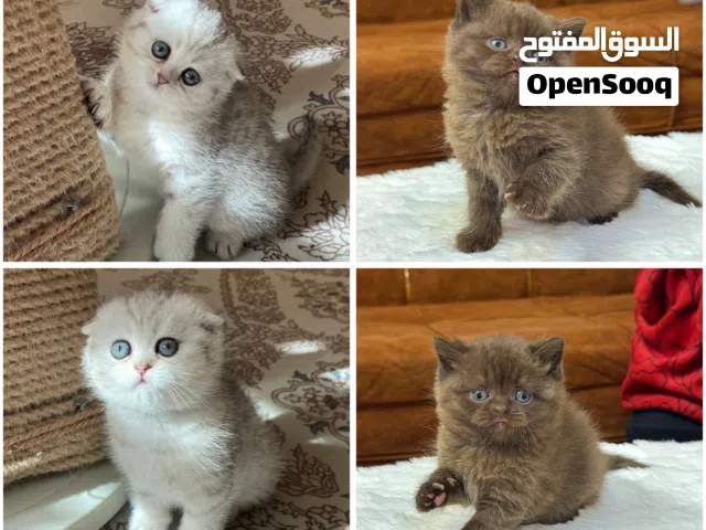 اندر الوان القطط بالعالم بني او سينمون او تشوكلت  ماشاء الله متوفر عنا سكوتش وبرتش جميع الالوان