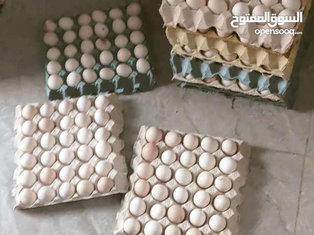 بيض بلدي مخصب