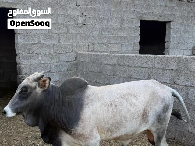 ثور مطعوم 3 سنوات للبيع 500
