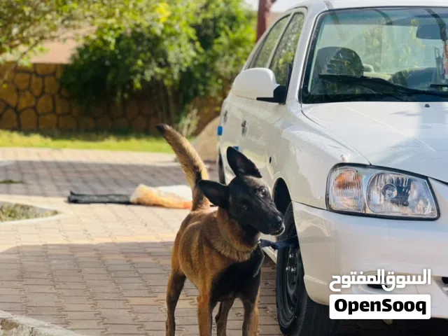 مالينوا بالجيكي دم صافي اب وام اوامر فرنسية شراسة تقطيع سعره 3800وساهل