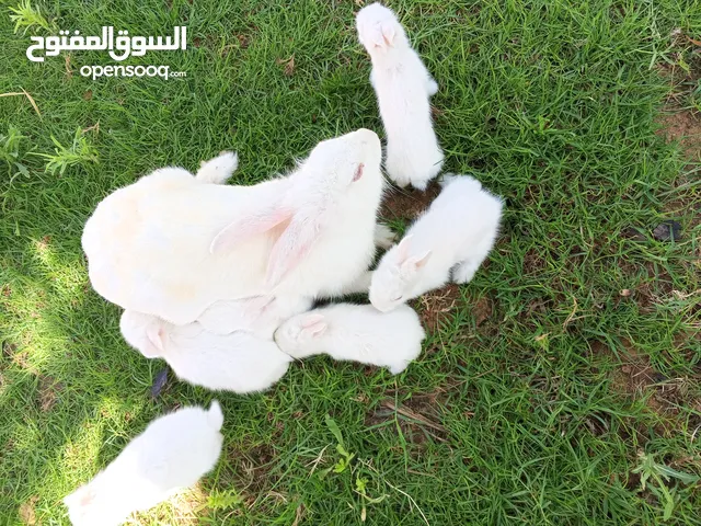 ارنب مجريه 6