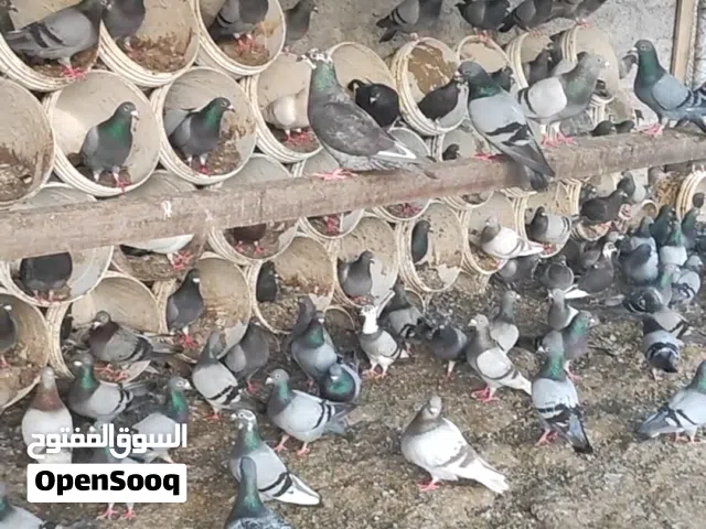 حمام زاجل للبيع