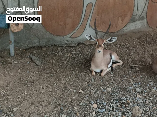 غزال ذكر  سن الانتاج