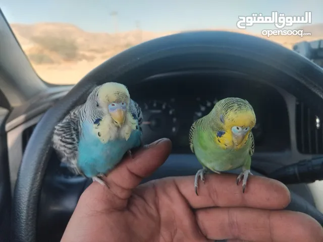 كوبيه بقلينو ربي يبارك مروضه مشاء الله