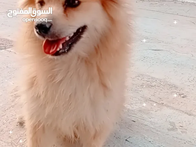 كلب انثى كما موضح بالصوره اللون والشكل نظيفه اليفه
