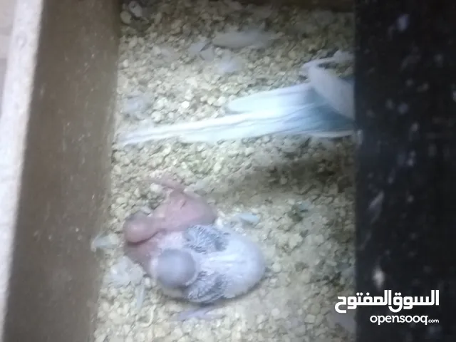 3 جواز حب مع فراخ بيض مقفصات للبيع