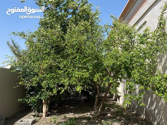 600 m2 3 Bedrooms Townhouse for Rent in Buraimi Al Buraimi