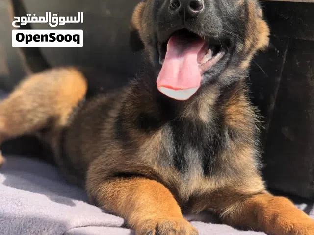 لمحبي الشراسه والحراسه..احمي مكانك وعائلتك مع جراء البلجم مالينو المميزه