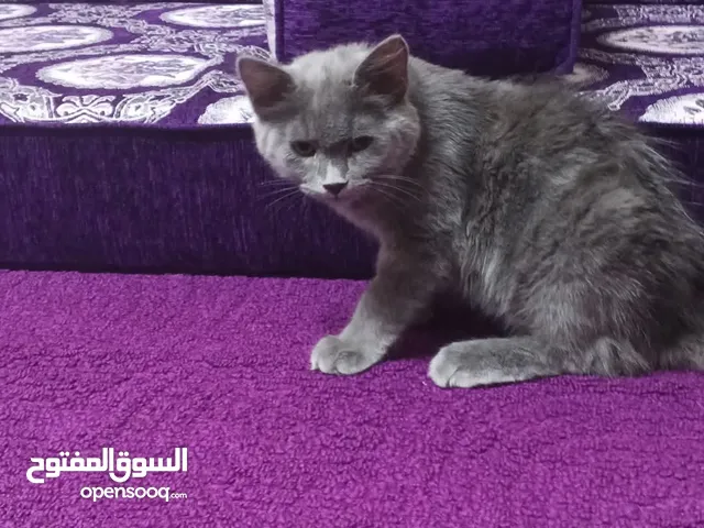 شيرازي للبيع