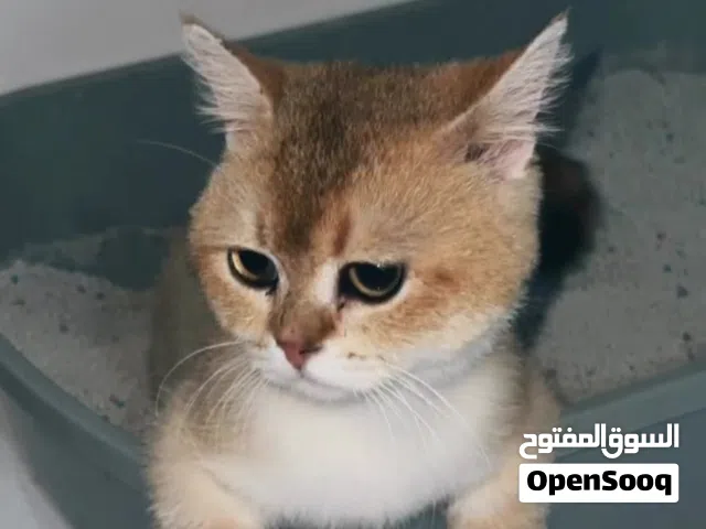 قط سكوتش منشكن