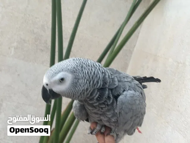 African grey  Congo male age 2 years old playful